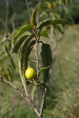 Close up of yellow fruit of Solanum elaeagnifolium (silverleaf nightshade, silver-leaved nightshade), met in South Africa, Tanzania, Arusha national Park. It is toxic plant.