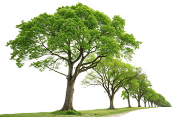 Majestic Green Trees Lining a Serene Country Road in Springtime