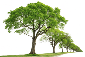 Majestic Green Trees Lining a Serene Country Road in Springtime