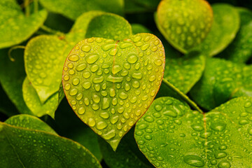 water drops on a green leaf