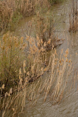 Dry reeds and bushes growing in a river in winter