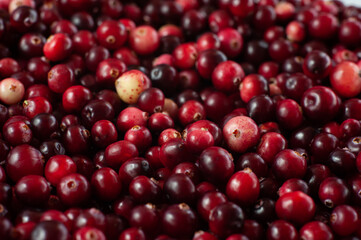 Cranberry. Small forest red berry. A scattering of cranberries. Vitamins from nature