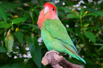 Agapornis verde