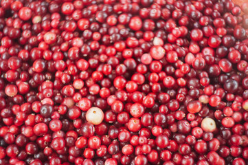 Cranberry. Small forest red berry. A scattering of cranberries. Vitamins from nature