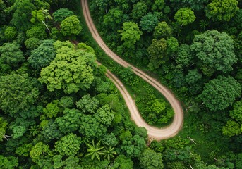 Aerial view winding road lush green forest vibrant canopy. AI Generated