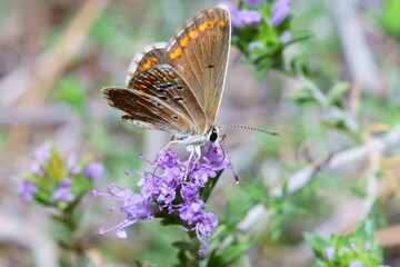 Mariposa en flor morada