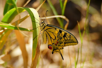 Mariposa Papilio Machaon