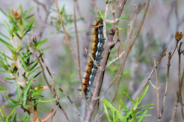 Oruga con púas urticantes