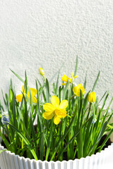 Spring Blooming daffodils in a white flower pot