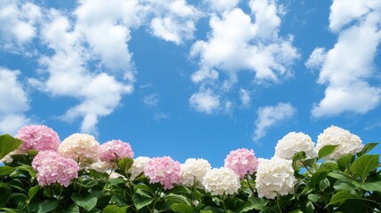 Fototapeta premium Vibrant hydrangea field with pink and white blooms under a bright blue sky during a sunny day in nature
