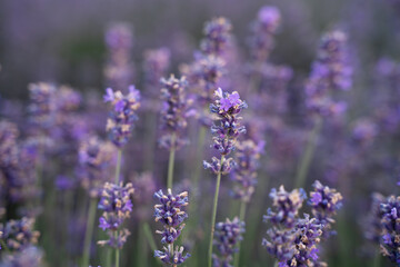 Obraz premium Lavender bloom close-up. Lavender field. Production of cosmetics and perfumes from lavender. Natural herbal ingredients.