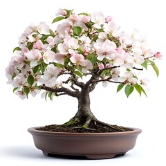 Beautiful blossoming bonsai tree showcasing delicate pink and white flowers