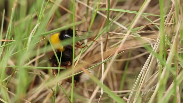 Abejorro bombus frota su lengua en la hierba del parque natural Sierra de Mariola, Alcoy, Espa&ntilde;a