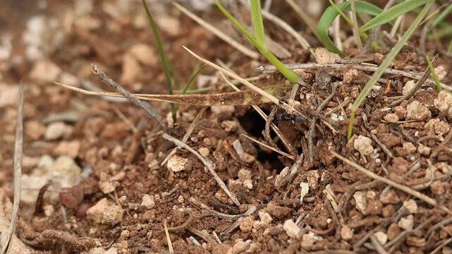 Entrada hormiguero de hormiga negra de jard&iacute;n (Lasius niger) con hormigas caminando a su alrededor, Alcoy, Espa&ntilde;a