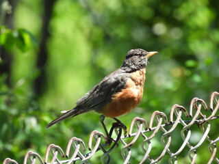 American robin perched on a chain link fence, Washington County, Hancock, Maryland.