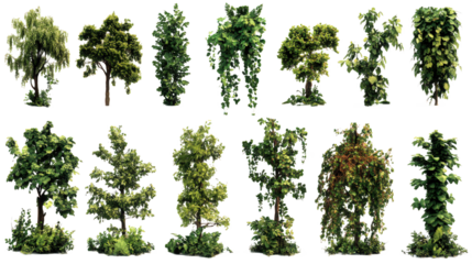 Collection of Diverse Trees and Shrubs