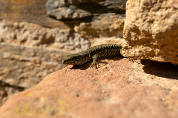 Lizard basking on a rock in a natural setting during daylight hours in a warm environment