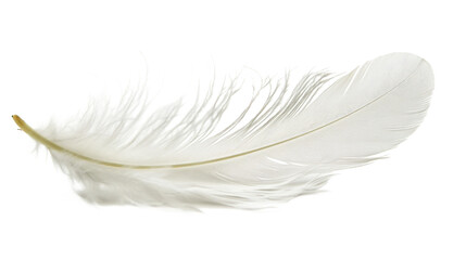 Obraz premium Delicate White Feather