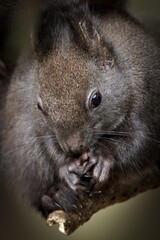 Black fur form of Sciurus vulgaris, cute european red squirrel. Climbing on the tree in the forrest in Czech republic. Close-up portrait.