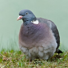 Common bird Columba palumbus aka Common Wood Pigeon. Close-up portrait. Funny fluffy plumage.