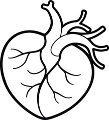 Anatomical Human Heart Line Art, Detailed Veins and Arteries, Medical Illustration, Organ