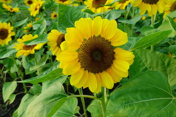 Obraz premium Field of sunflowers with the bright sunlight. Sunflower photos on the rear. Sunflowers are the flowers like sunny