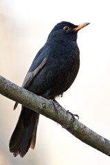 Eurasian blackbird aka the common blackbird or turdus merula perched on the tree branch. Close-up portrait. Common bird in Czech republic. Isolated on blurred background. Parasites (ticks) around eye.