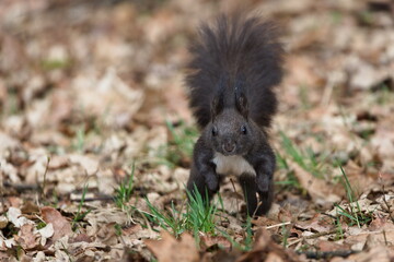 Black fur form of Sciurus vulgaris, cute european red squirrel. Running on the ground in the forrest in Czech republic. 