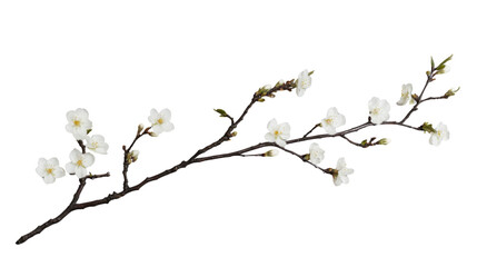 Blooming cherry tree branch with delicate white flowers on a white background