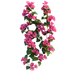 A Pink Bougainvillea Vine Blooming Isolated on Transparent Background