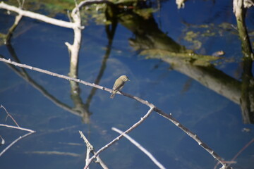 bird on a branch