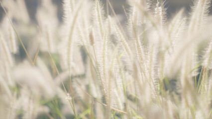 Fototapeta premium Serene Meadow of Swaying Wild Grass and Flowers