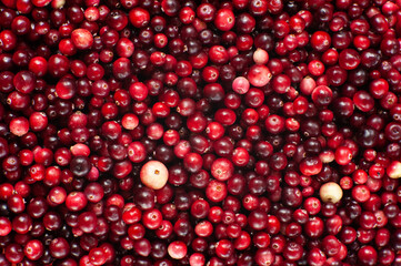 Cranberry. Small forest red berry. A scattering of cranberries. Vitamins from nature