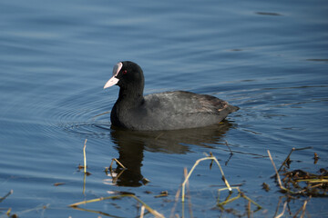 Eurasian coot, Fulica atra, single bird on water. Coot swimming in a lake with reeds in the background.
