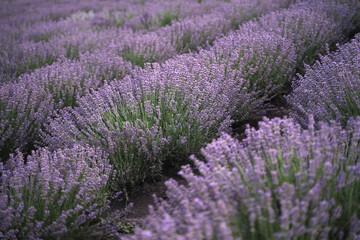 Lavender field at sunset. Lavender blooming. Production of cosmetics and perfumes from lavender. Natural herbal ingredients.