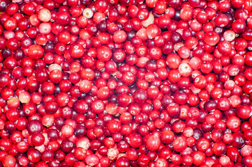 Cranberry. Small forest red berry. A scattering of cranberries. Vitamins from nature