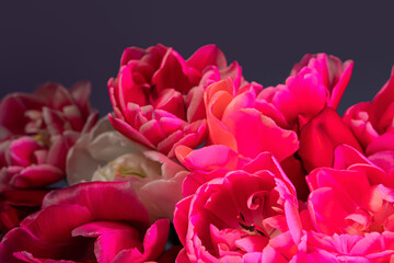 Pink colored tulip flower in neon light close up. Creative dark holiday concept. Copy space greeting card Floral bouquet of fresh flowers. Aesthetic sunset lamp