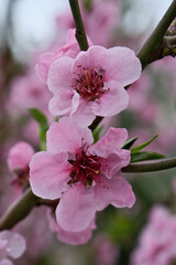 Peach blossom in spring, close-up of pink flowers
