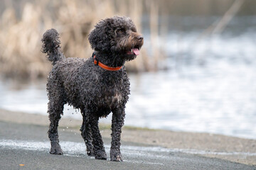 Swimming can be great exercise for dogs. Beaches are a wonderful place to enjoy with your dog. Many...
