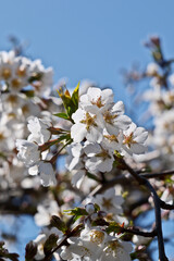 almond blossom in spring, close-up of white flowers