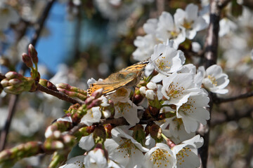 Butterfly on a branch of almond blossoms in spring.