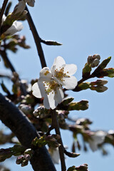 almond blossom in spring, close-up of white flowers
