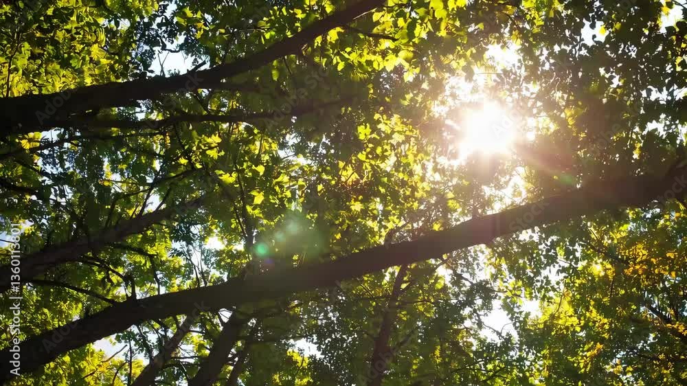 Poster Sunlight filtering through lush green tree canopy in tranquil forest setting