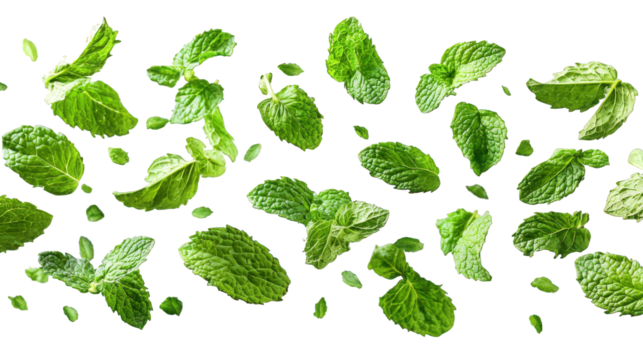 Fresh Mint Leaves Scattered