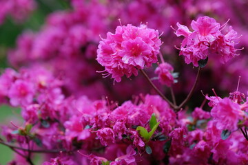 pink flowers in the garden