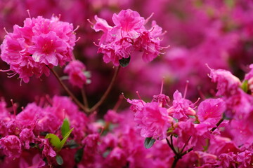 pink and white flowers