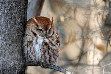 Rufous Red-morph Eastern Screech Owl