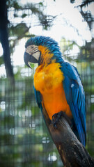 Guacamaya posando