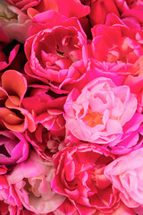Pink colored tulip flower in neon light close up. Creative dark holiday concept. Copy space greeting card Floral bouquet of fresh flowers. Aesthetic sunset lamp