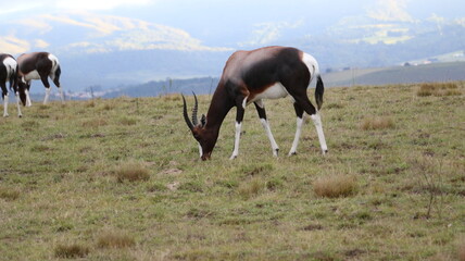antelope
